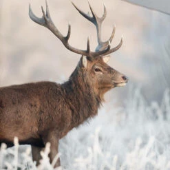 Good Morning Edelhert Dekbedovertrek Grijs-Lits-jumeaux (240 X 200/220 Cm) -Leen Bakker Winkel 735892dc8fb94005a6fbe51bba51643a