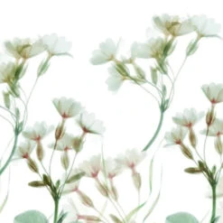 Cinderella Sereen Dekbedovertrek Satijn Wit-2-persoons (200 X 200/220 Cm) 12 Cinderella Sereen Dekbedovertrek Satijn Wit-2-persoons (200 X 200/220 Cm) -Leen Bakker Winkel 8c499c0684b24faf880ef6dd067ae8b0