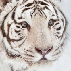 Good Morning Witte Tijger Flanel Debedovertrek Off-white-Lits-jumeaux (270 X... -Leen Bakker Winkel a9cdda11f5ab44bea940665558362f03