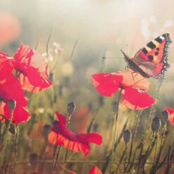 Good Morning Klaprozen Dekbedovertrek Multi-Lits-jumeaux (240 X 200/220 Cm) -Leen Bakker Winkel b6b56d48b8ef4090af00c15514ea140a 1